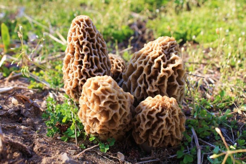 morel