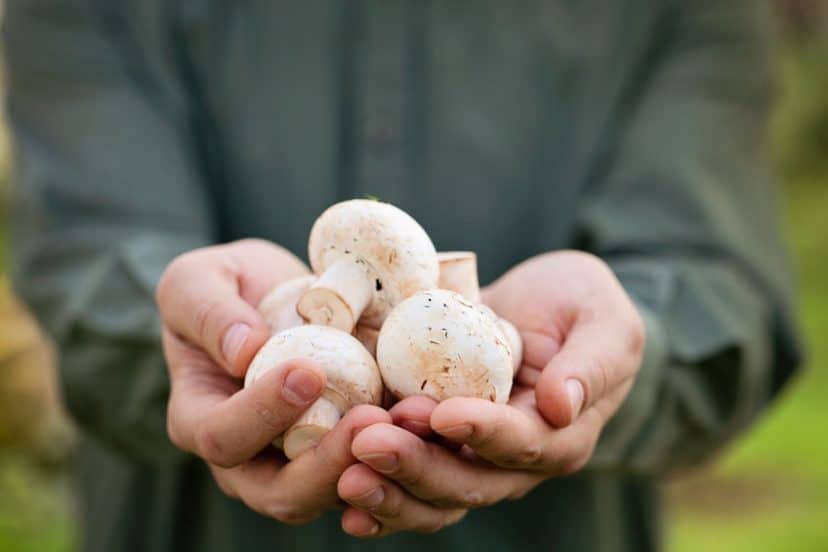 mushrooms