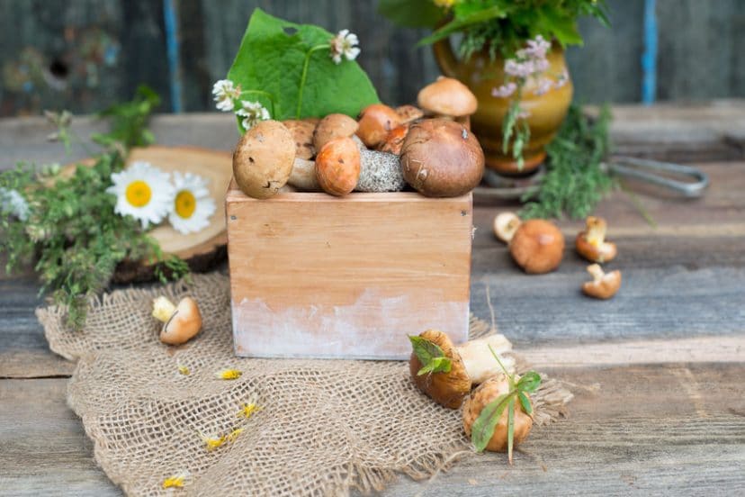 mushroom grow kit