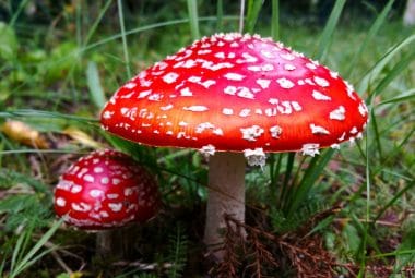 poisonous mushrooms