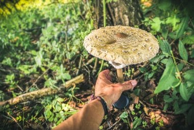 foraging for mushrooms