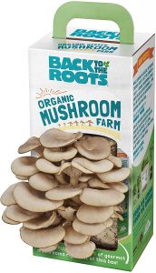 Back To The Roots Oyster Mushroom Grow Kit
