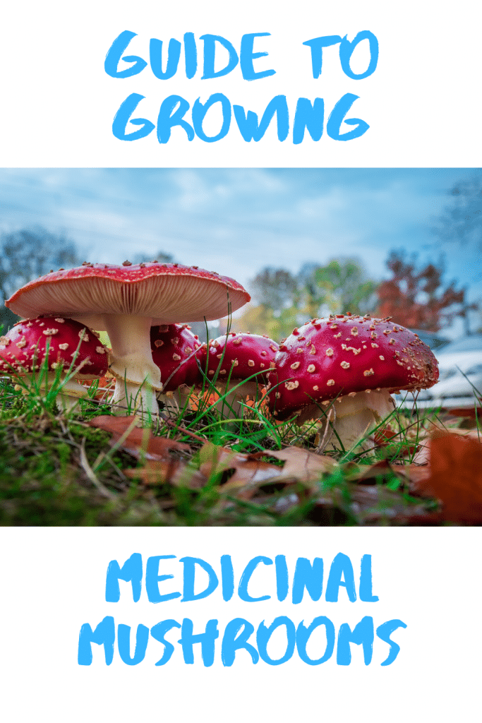 Guide to Growing Medicinal Mushrooms Medicinal Mushroom 101