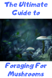 guided mushroom foraging