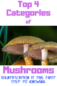 jawbreaker mushroom