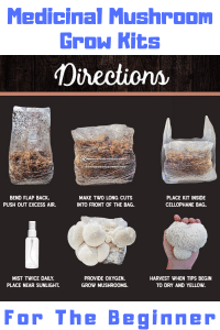 grow mushrooms kit
