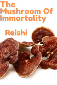 reishi extract