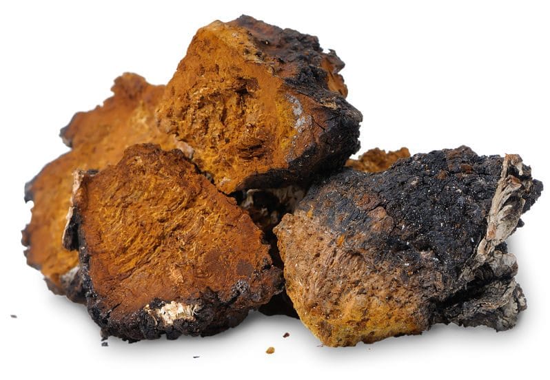 chaga mushroom