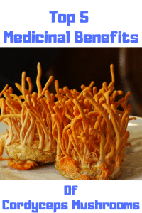 cordyceps supplement