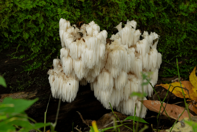 lion's mane mushroom