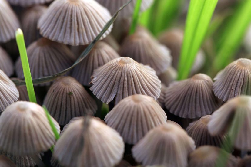 Psilocybe semilanceata