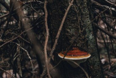 Chaga: King of Mushrooms