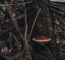 Chaga: King of Mushrooms