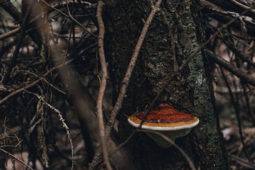 Chaga: King of Mushrooms