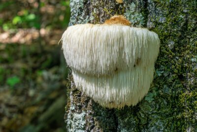Lion's Mane Medicinal Mushroom