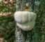 Lion's Mane Medicinal Mushroom