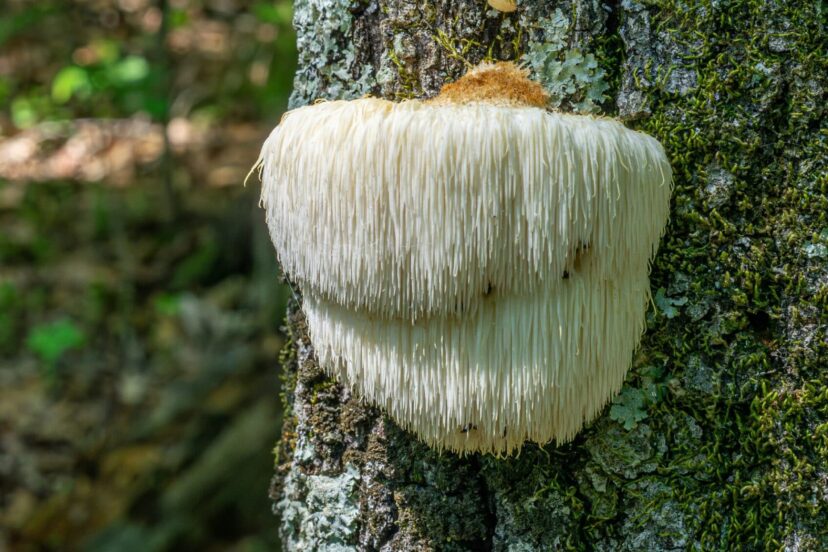 Lion's Mane Medicinal Mushroom