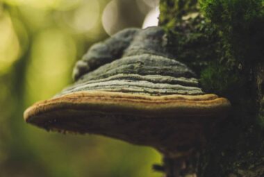 Turkey Tail Mushrooms