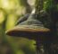 Turkey Tail Mushrooms