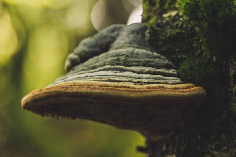 Turkey Tail Mushrooms